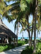 green palm trees grow along the road to the ocean in Cuba