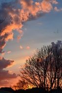 bare trees during sunset