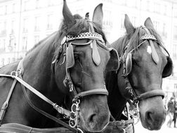 Black and white photo of dressed up Horses