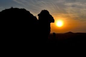 Camel silhouette at the sunset