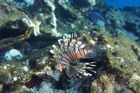 Fish near the corals