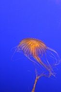 Jellyfish Yellow Orange