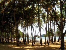 wonderful Beach Coconut Palm