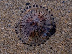 purple jellyfish on a sandy beach