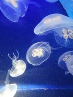 many jellyfish in blue water