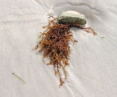 dry seaweed on white sand