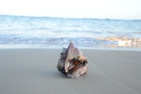 Seashell On the Sand Beach