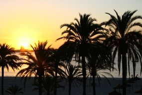strikingly beautiful Sunset and palm trees on a beach