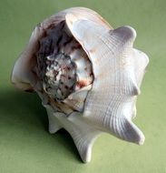 Picture of the Seashell