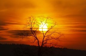 Sunset Sun behind Silhouette of bare Tree