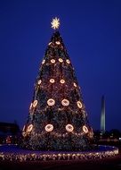 main christmas tree near the capitol at night