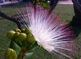 Mimosa Pink