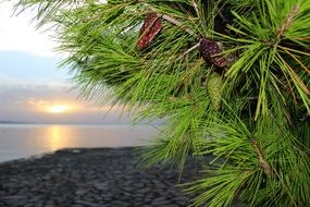evergreen plant with buds on a beach in Croatia