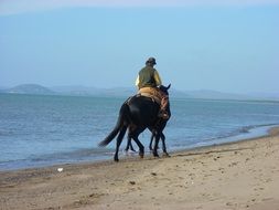 Horses on the Beach