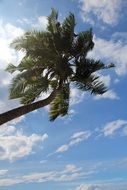 bottom view of coconut palm against the sky