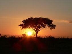 lonely tree at sunset in Africa