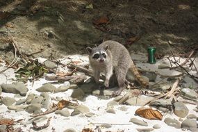 Picture of Raccoon on a beach