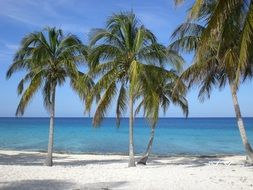 palm trees on a white beach in Cuba