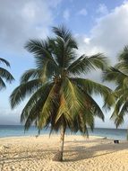 low palm trees on the beach in the caribbean