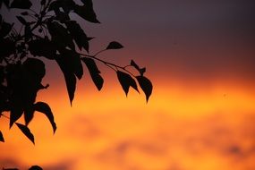 silhouette of leaves against the sunset