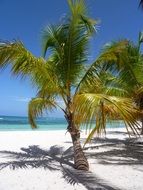 Caribbean Coconut Tropical palm