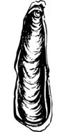 seashell as black and white illustration