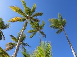 green tall palm trees under blue sky in dominican republic