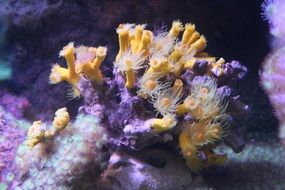 Yellow Coral