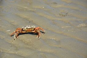 crab on wet sand on the coast of the north sea