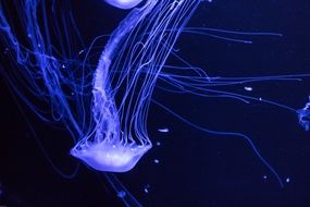 Tentacle Blue Jellyfish