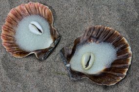 Picture of Shells on a sand beach