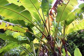 palm thickets close up