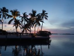 palm trees on the coast in florida