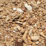 beach shells of the sea