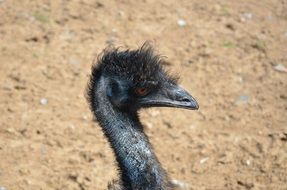 Portrait of Emu bird