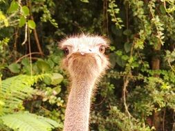 ostrich among green thickets closeup
