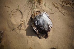 snag on a sandy beach