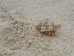 Crab Sand