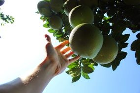 wonderful green apple