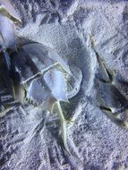 horseshoe crab on sand