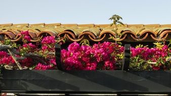 roof decorated with flowers in Kermia beach