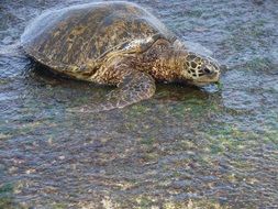Turtle Hawaii