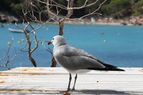 Picture of Seagull bird on a blue sea