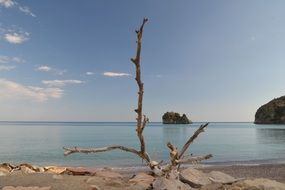 wooden snag on the beach in Italy