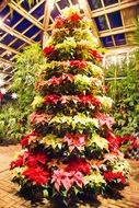 Picture of Poinsettia Tree