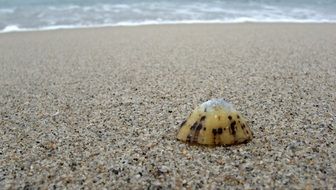 Limpet Shell on sand near water