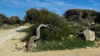 tree on the makronissos beach