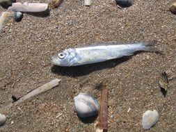 fish with shells in the sand