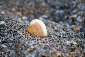 Shell Beach Ocean