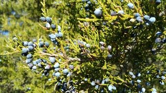 Red Cedar or Juniperus Virginiana